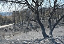 COSITAL Castilla-La Mancha sitúa la prevención en el centro de la lucha contra los incendios COSITAL Castilla-La Mancha sitúa la prevención en el centro de la lucha contra los incendios