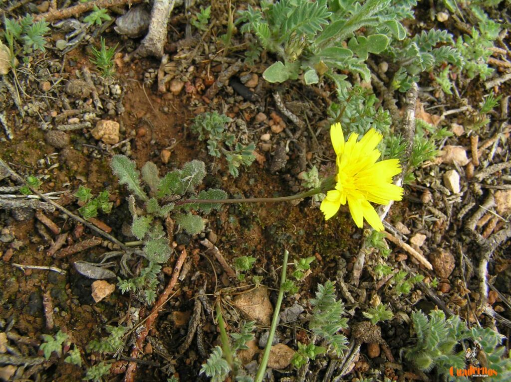 Un paseo por las Flores y Frutos de la Comarca de Tomelloso (XIV) 4 hypochoeris radicata