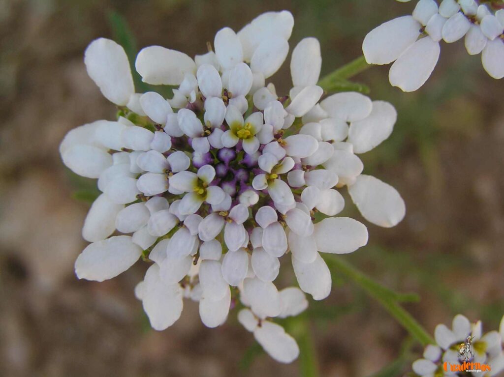 Un paseo por las Flores y Frutos de la Comarca de Tomelloso (XIV) 3 iberis crenata lam