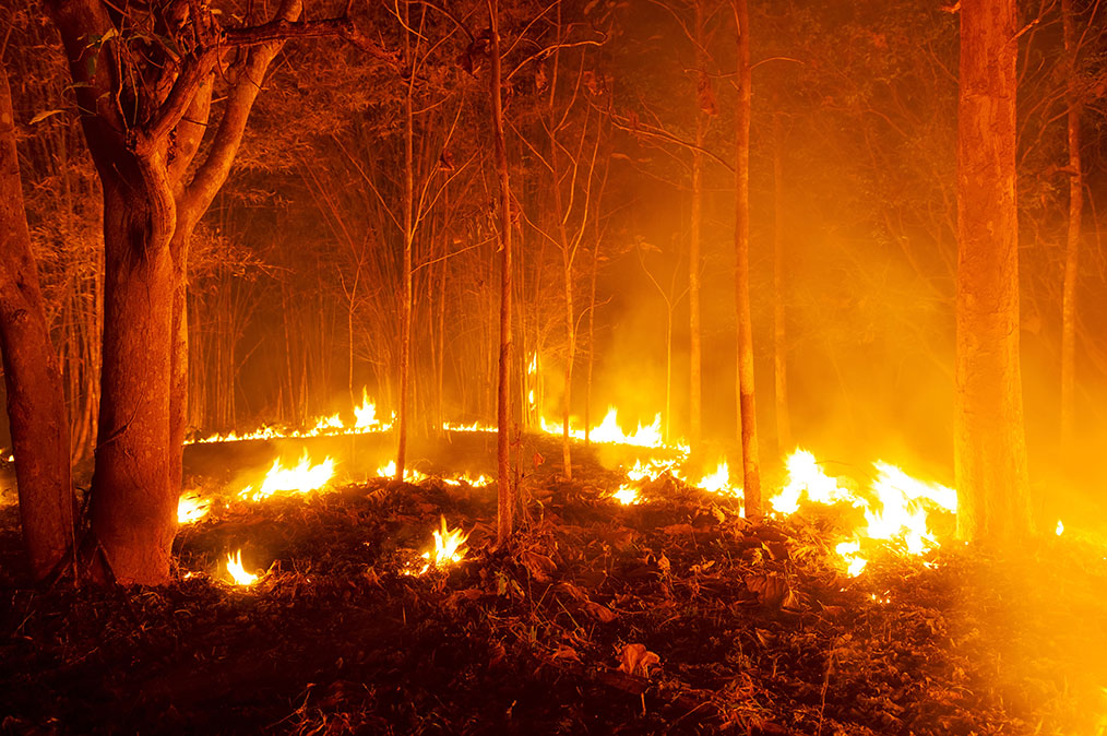Estío 2 incendioforestal