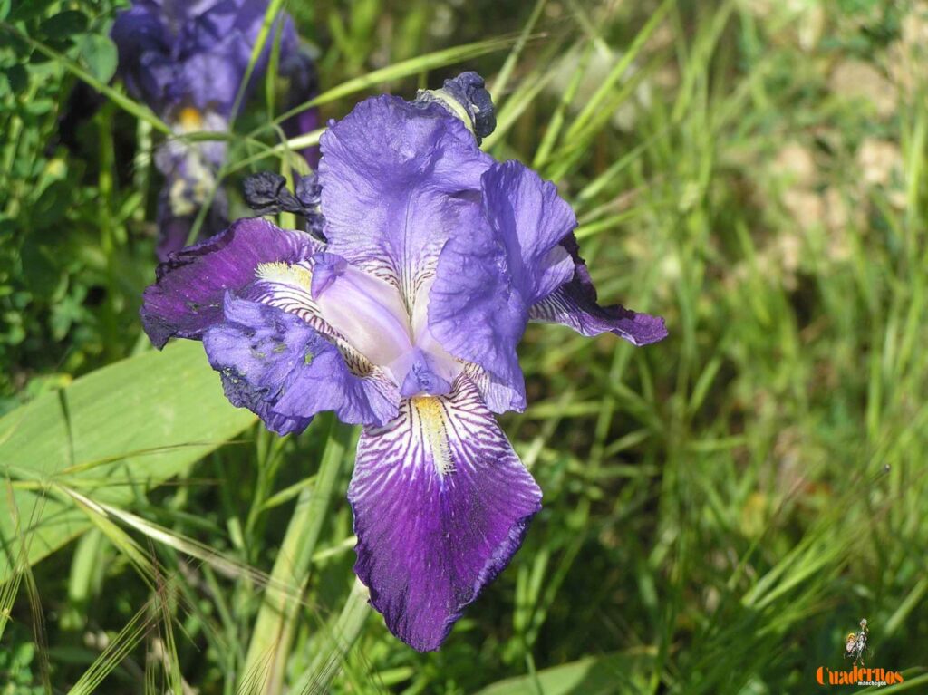 Un paseo por las Flores y Frutos de la Comarca de Tomelloso (XIV) 2 iris germanica l