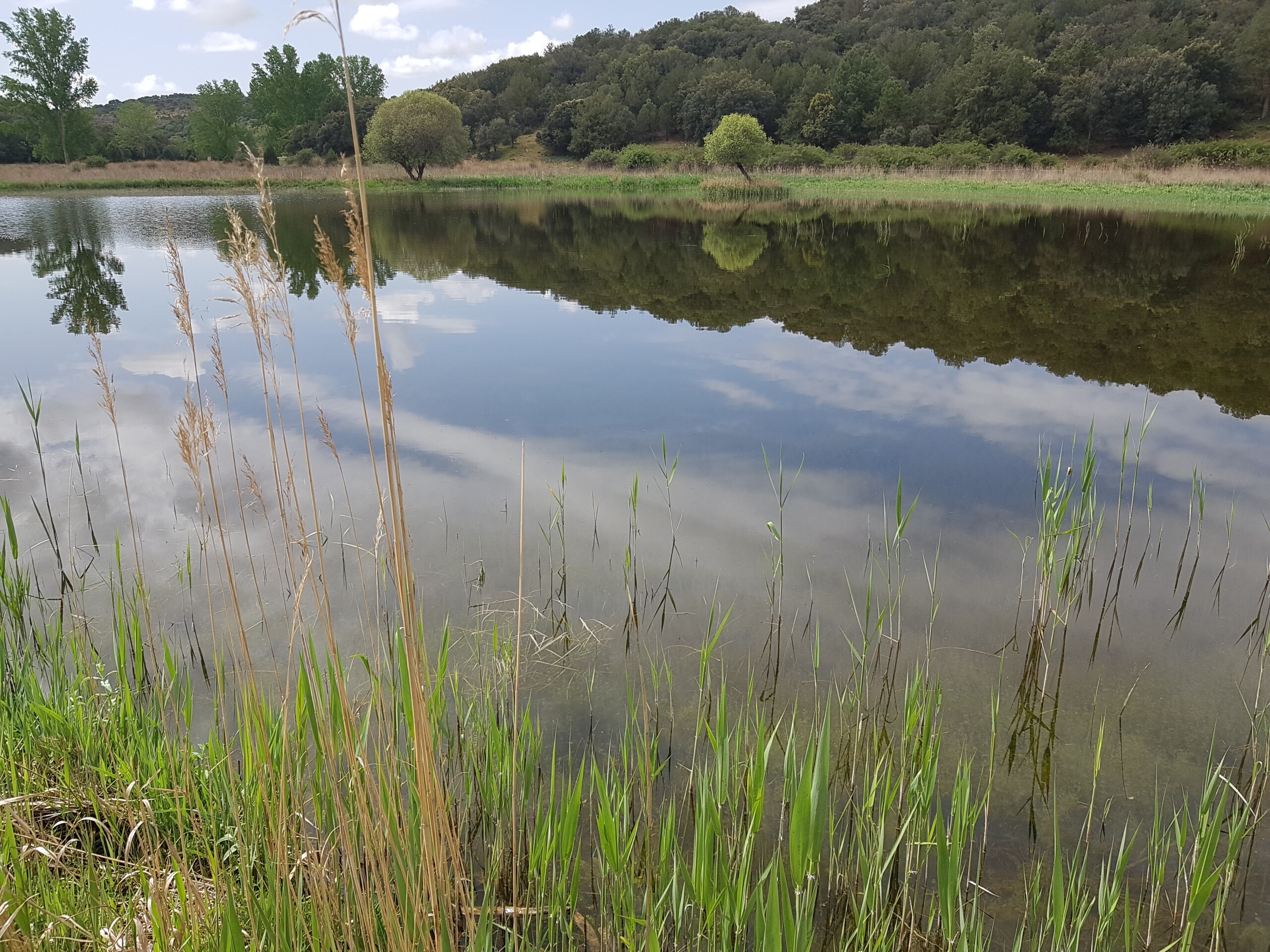 La restauración del Valle de las Hazadillas devuelve el agua a un humedal desaparecido junto al Parque Natural de las Lagunas de Ruidera 1 La restauración del Valle de las Hazadillas devuelve el agua a un humedal desaparecido junto al Parque Natural de las Lagunas de Ruidera