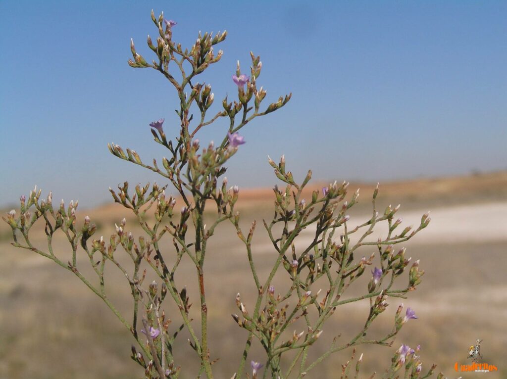 La Laguna del Alcahozo, un singular refugio de flora salina en el corazón de La Mancha 7 laguna alcahozo