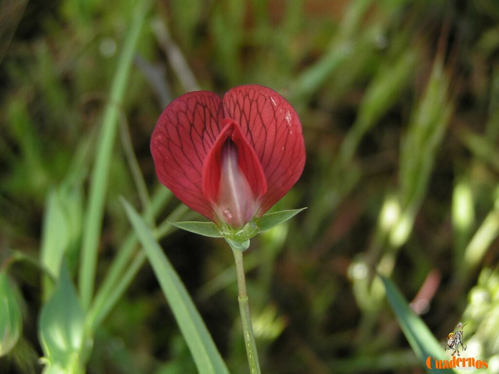 Un paseo por las Flores y Frutos de la Comarca de Tomelloso (XV) 1 lathyrus cicera l