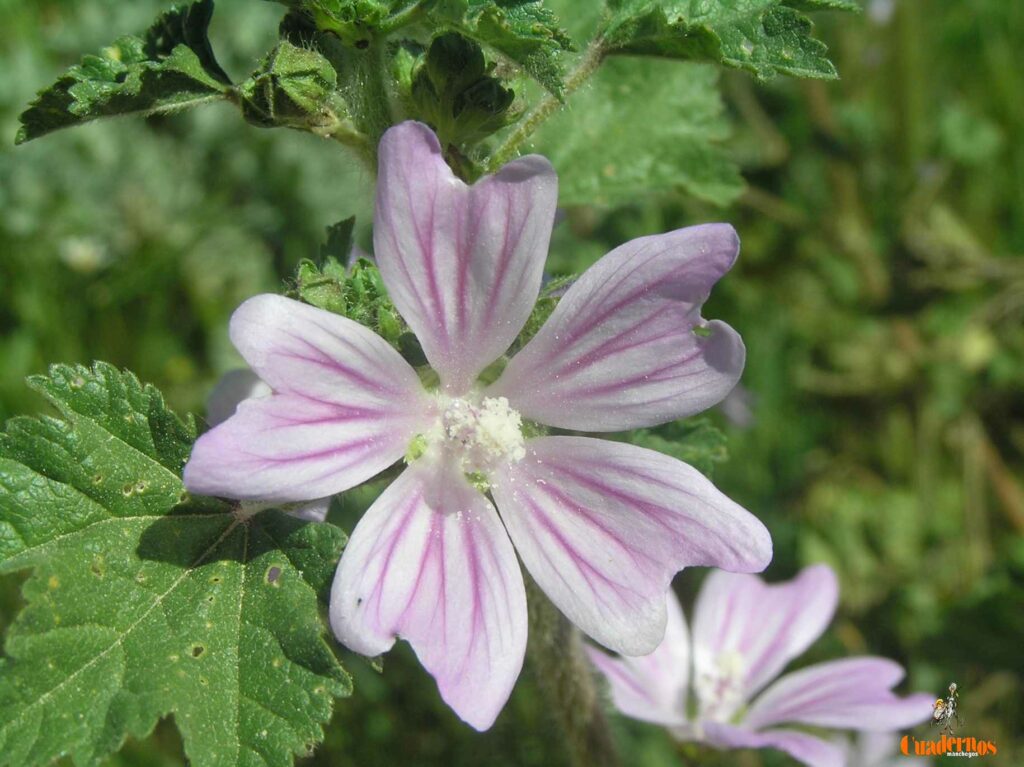 Un paseo por las Flores y Frutos de la Comarca de Tomelloso (XIV) 5 lavatera cretica l