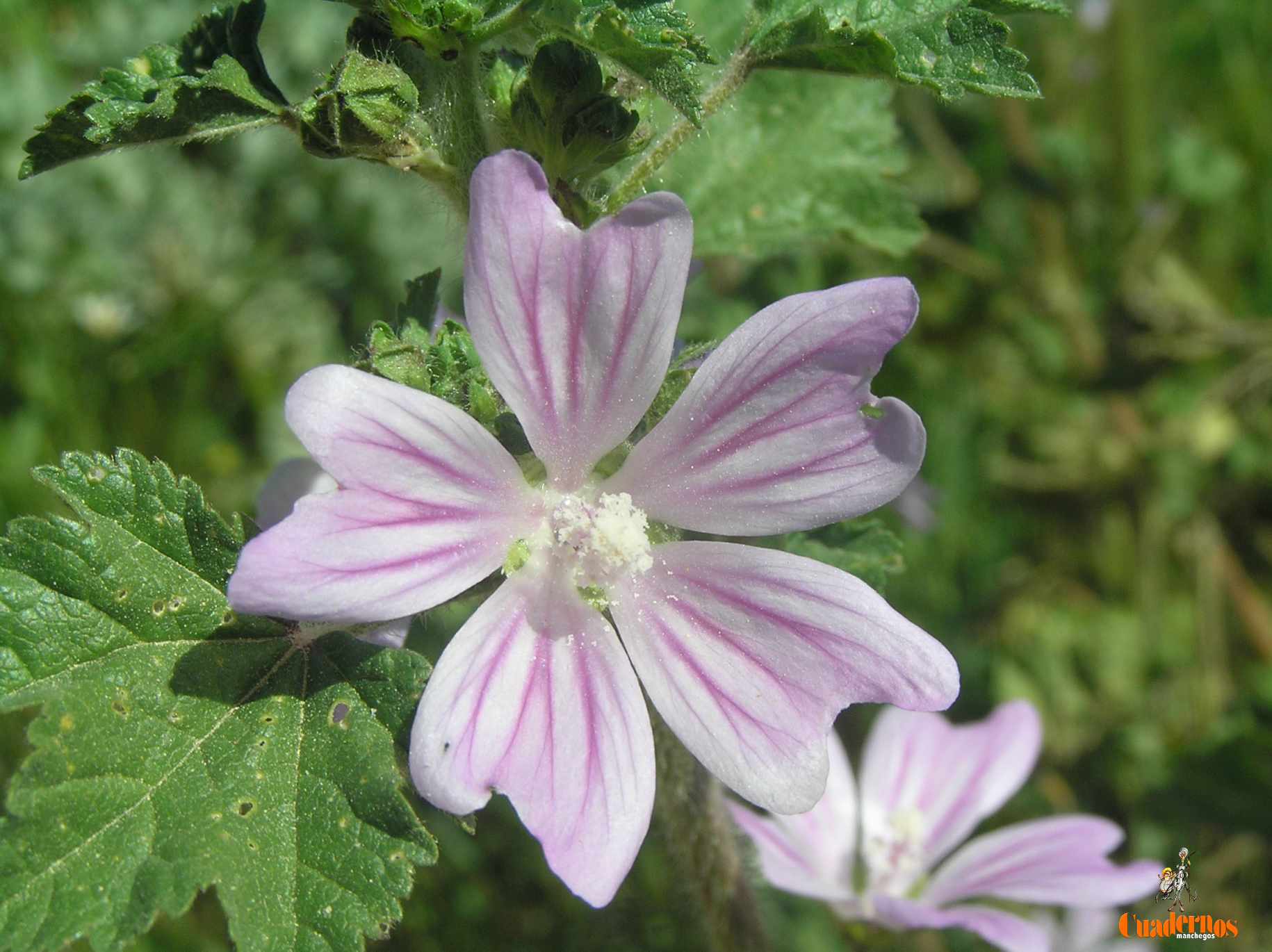 Un paseo por las Flores y Frutos de la Comarca de Tomelloso (XIV)