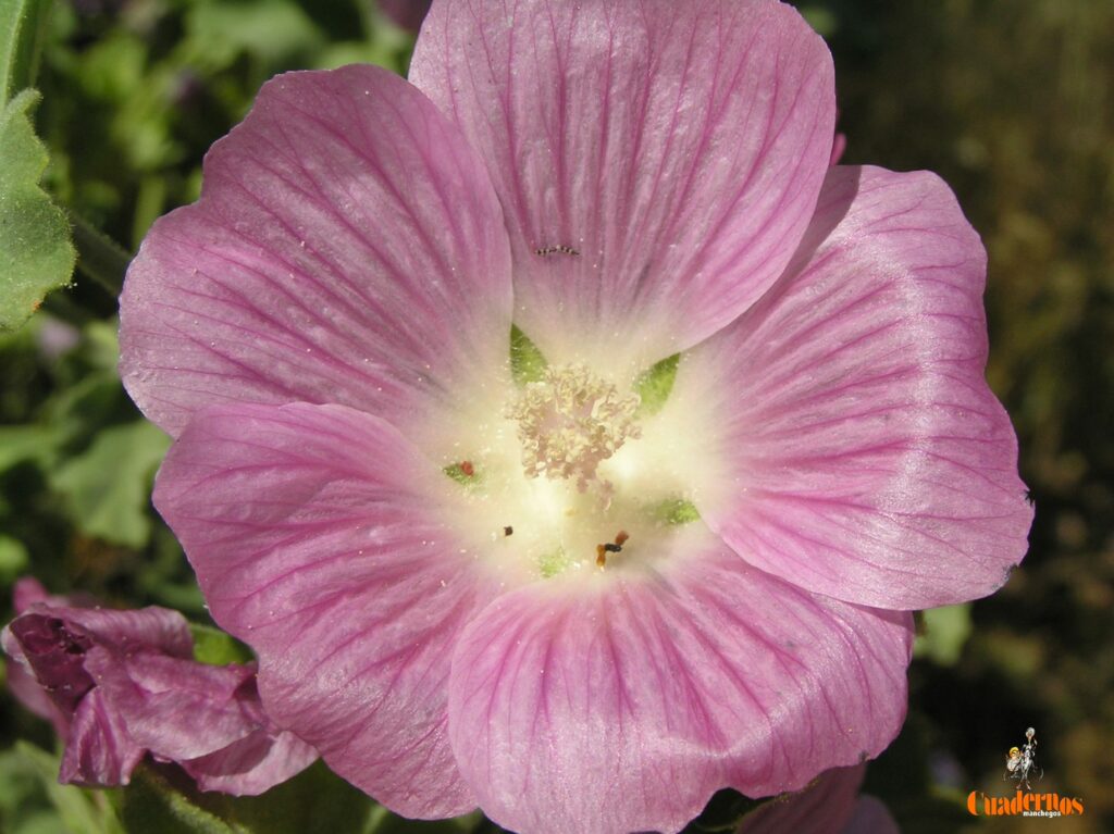 Un paseo por las Flores y Frutos de la Comarca de Tomelloso (XV) 5 lavatera triloba L