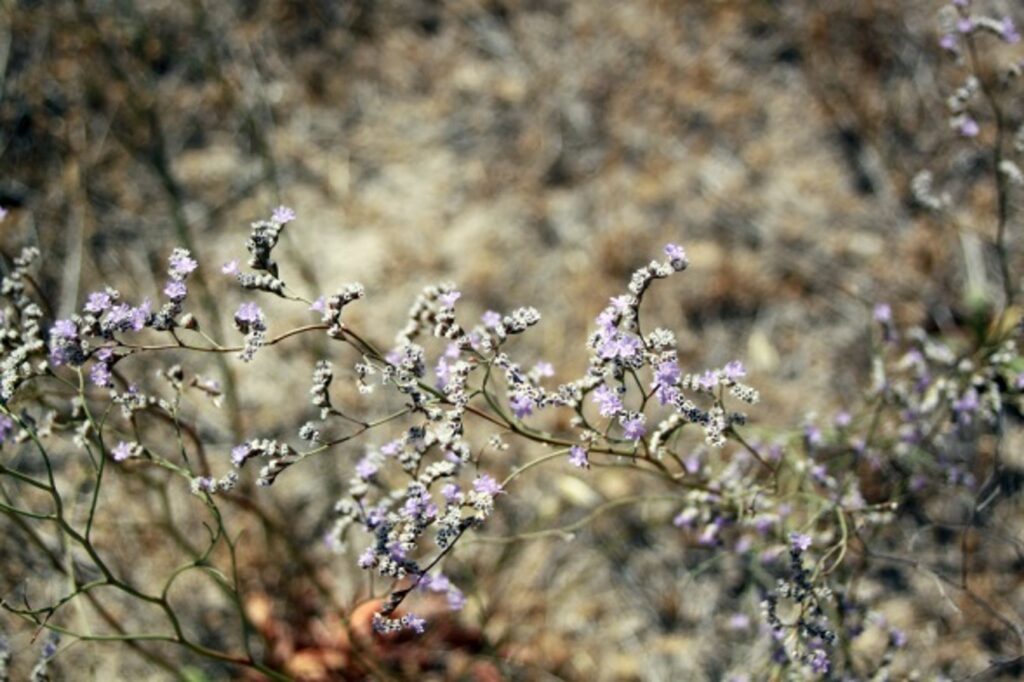 La Laguna del Alcahozo, un singular refugio de flora salina en el corazón de La Mancha 5 limonium carpetanicum