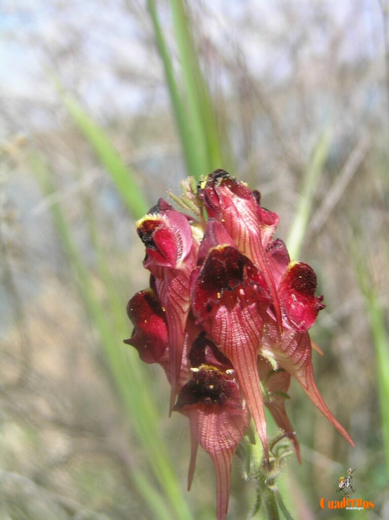 Un paseo por las Flores y Frutos de la Comarca de Tomelloso (XV) 4 linaria aeruginea