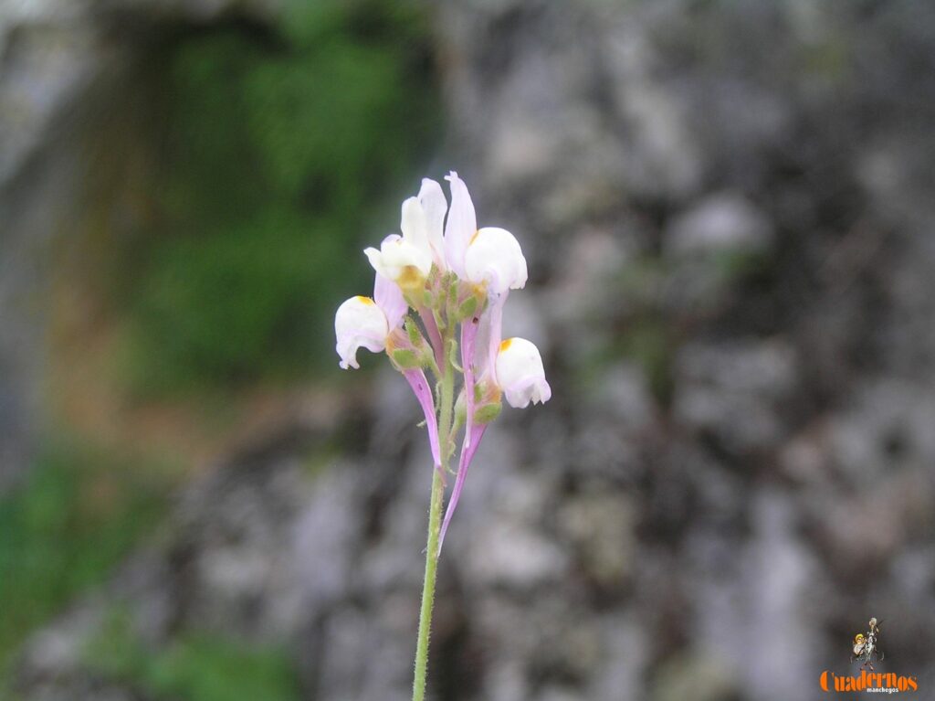 Un paseo por las Flores y Frutos de la Comarca de Tomelloso (XV) 3 linaria amethystea