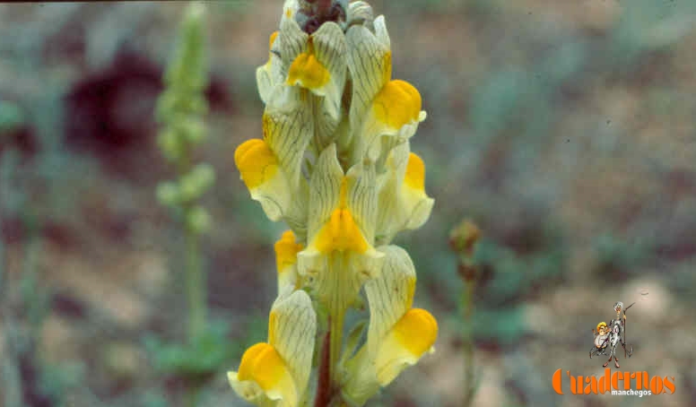 Un paseo por las Flores y Frutos de la Comarca de Tomelloso (XV) 2 linaria hirta