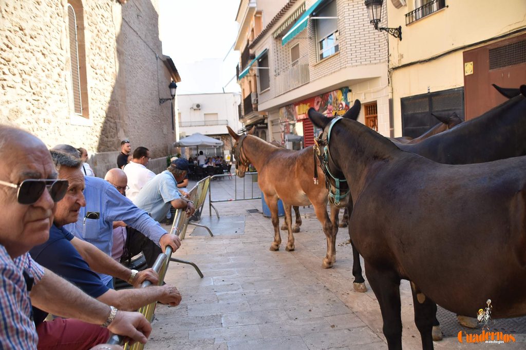 La plaza de Tomelloso celebra dos décadas de mercado tradicional con más participación que nunca 30 mercado tradicional tomelloso 2026 11
