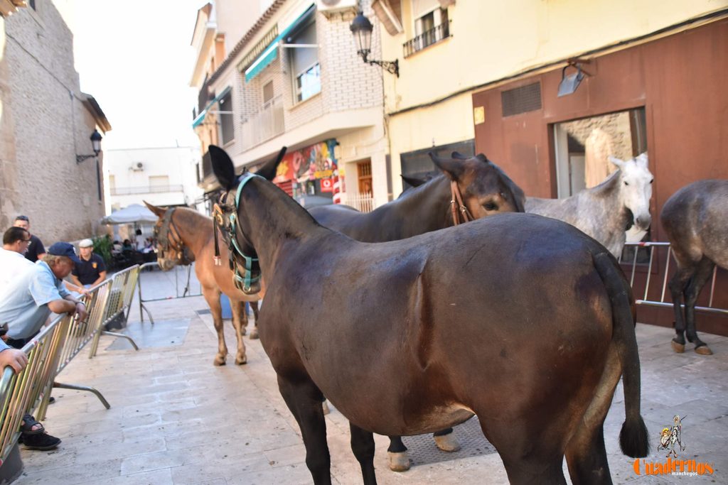 La plaza de Tomelloso celebra dos décadas de mercado tradicional con más participación que nunca 29 mercado tradicional tomelloso 2026 12
