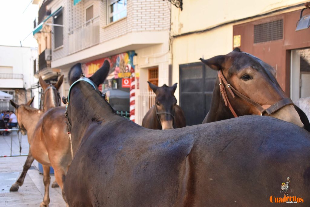 La plaza de Tomelloso celebra dos décadas de mercado tradicional con más participación que nunca 23 mercado tradicional tomelloso 2026 18