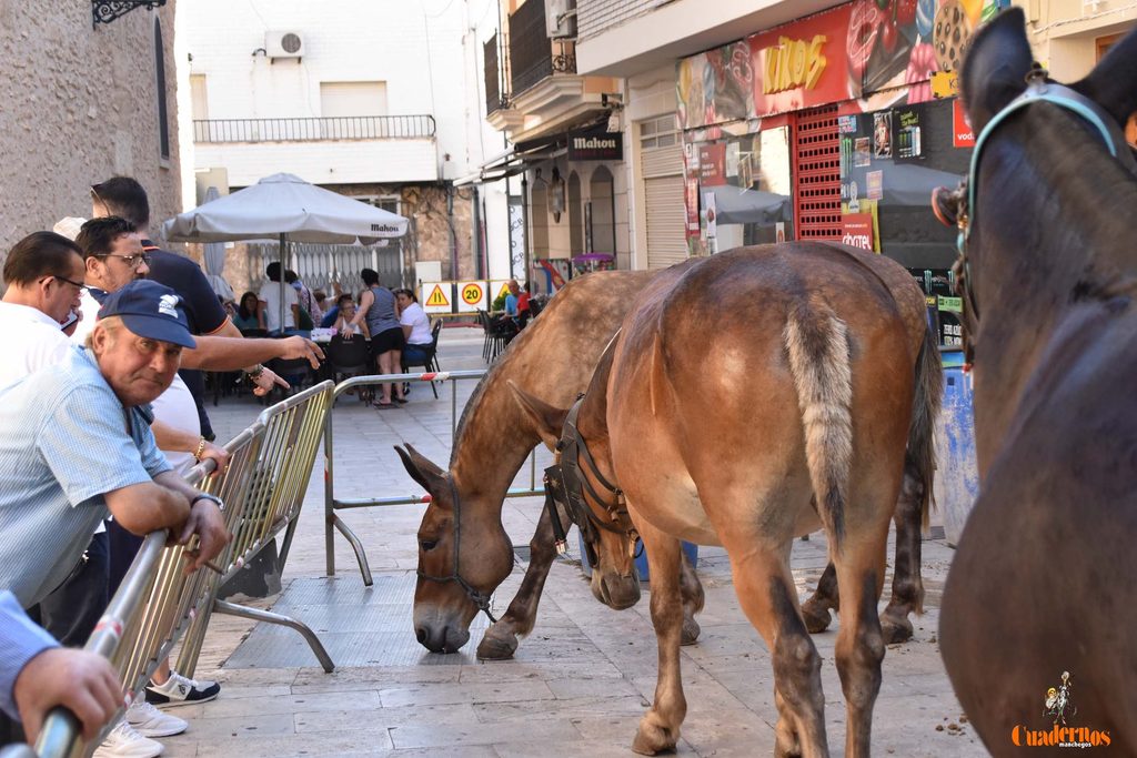 mulas presente en mercado tradicional tomelloso 2026 3