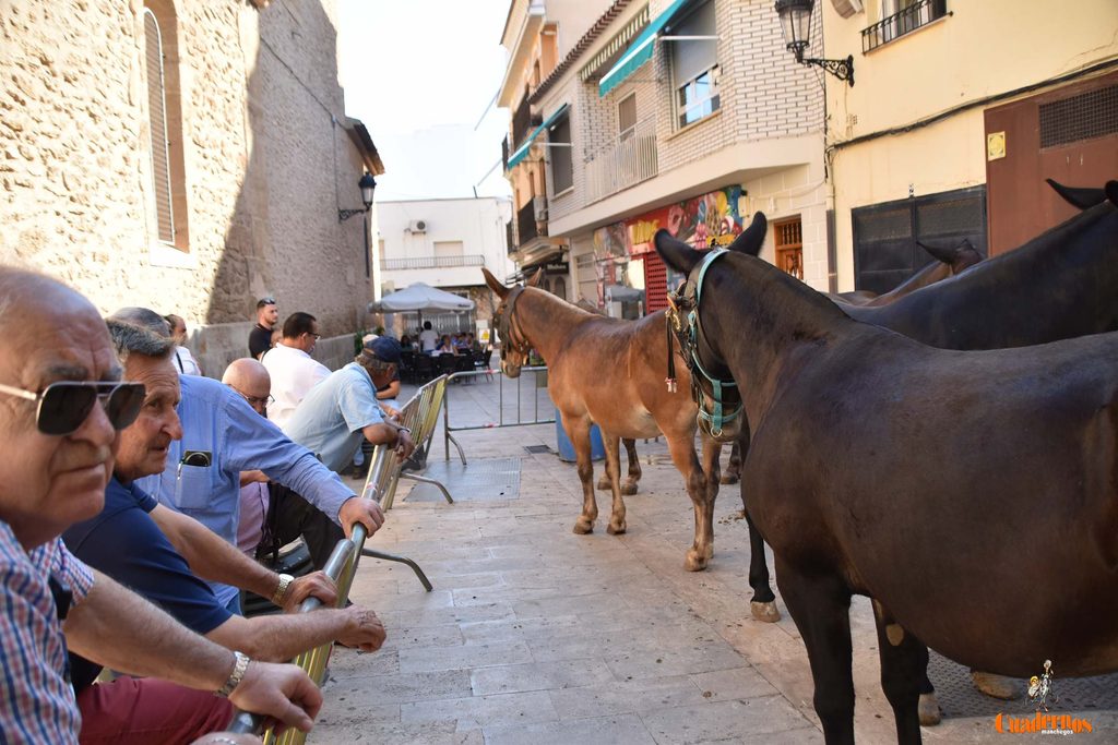 mulas presente en mercado tradicional tomelloso 2026 9