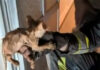 Final feliz en Tomelloso: los bomberos rescatan a un gatito atrapado en el desagüe de una vivienda Final feliz en Tomelloso: los bomberos rescatan a un gatito atrapado en el desagüe de una vivienda