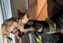 Final feliz en Tomelloso: los bomberos rescatan a un gatito atrapado en el desagüe de una vivienda Final feliz en Tomelloso: los bomberos rescatan a un gatito atrapado en el desagüe de una vivienda
