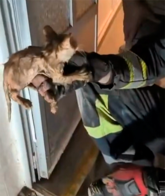 Final feliz en Tomelloso: los bomberos rescatan a un gatito atrapado en el desagüe de una vivienda