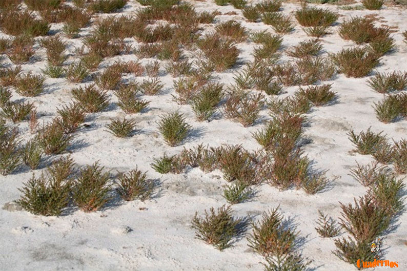 La Laguna del Alcahozo, un singular refugio de flora salina en el corazón de La Mancha 4 salicornia