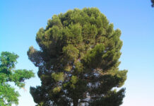 AEMET prevé hasta 37 grados este miércoles en Tomelloso con cielo despejado y viento del suroeste AEMET prevé hasta 37 grados este miércoles en Tomelloso con cielo despejado y viento del suroeste