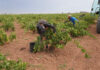 La Denominación de Origen La Mancha entra en el ecuador de la vendimia 2026 La Denominación de Origen La Mancha entra en el ecuador de la vendimia 2026