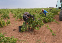La Denominación de Origen La Mancha entra en el ecuador de la vendimia 2026 La Denominación de Origen La Mancha entra en el ecuador de la vendimia 2026