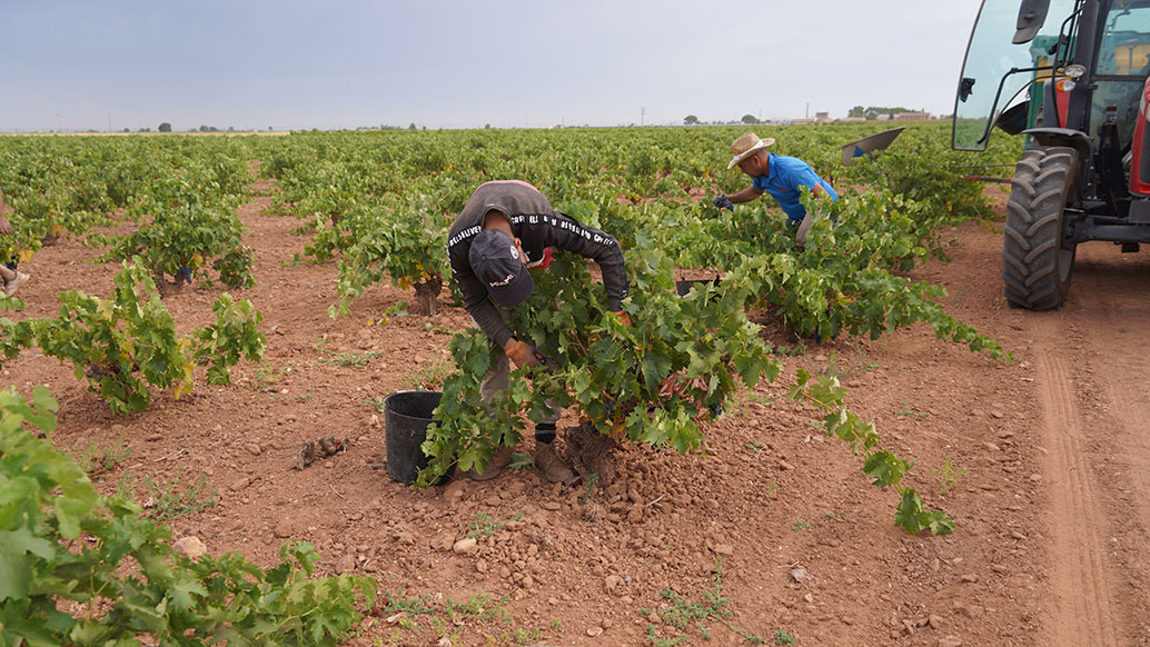 La Denominación de Origen La Mancha entra en el ecuador de la vendimia 2026