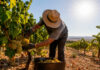 La Unión de Agricultores y Ganaderos de Castilla–La Mancha alerta sobre una vendimia complicada por las olas de calor, los bajos precios en origen y el menor consumo de vino La Unión de Agricultores y Ganaderos de Castilla – La Mancha alerta sobre una vendimia complicada por las olas de calor, los bajos precios en origen y el menor consumo de vino