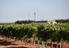 La OIVCLM prevé una producción vitivinícola en Castilla-La Mancha en torno a los 19 millones de hl de vino y mosto La OIVCLM prevé una producción vitivinícola en Castilla-La Mancha en torno a los 19 millones de hl de vino y mosto