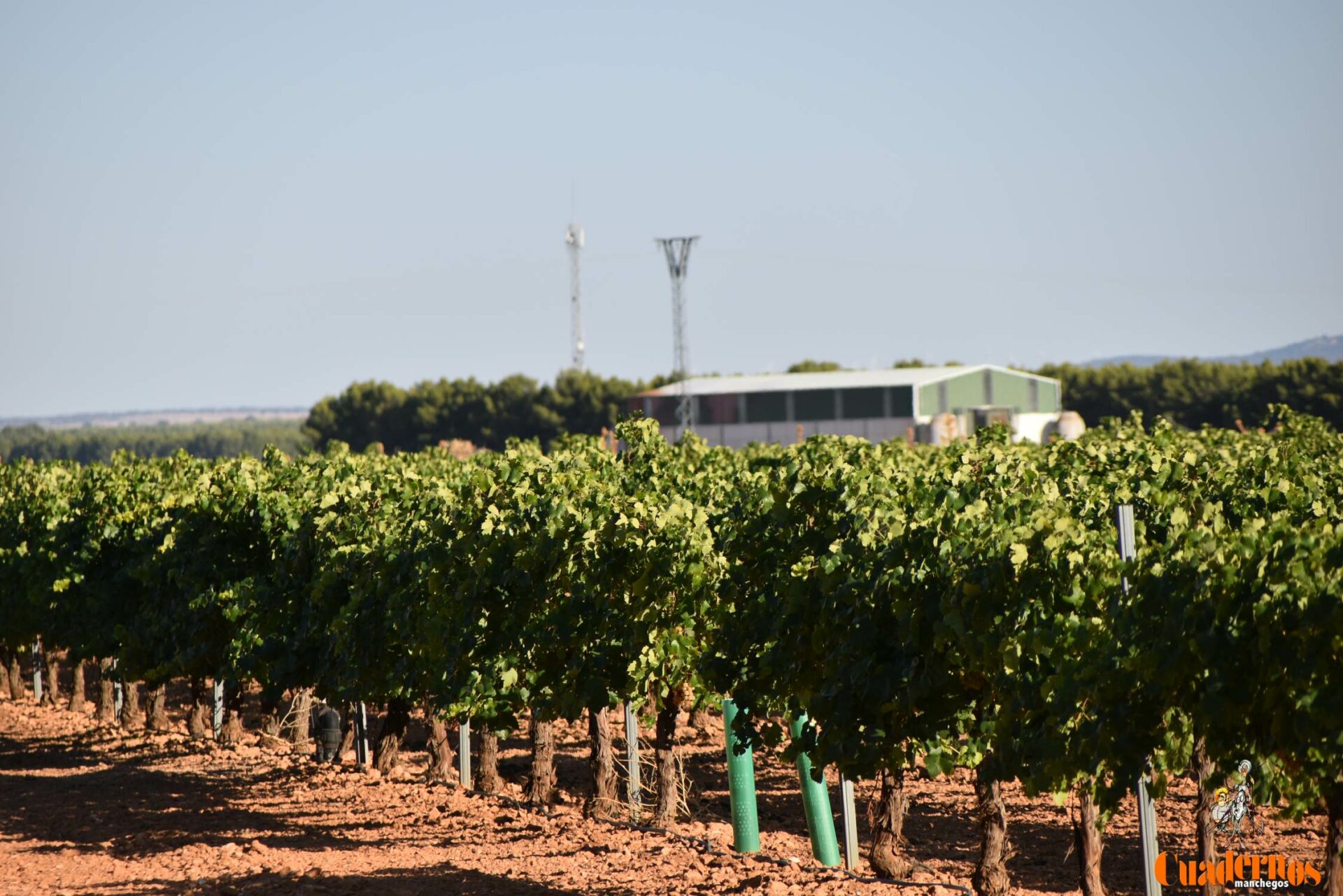 La OIVCLM prevé una producción vitivinícola en Castilla-La Mancha en torno a los 19 millones de hl de vino y mosto