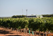 La OIVCLM prevé una producción vitivinícola en Castilla-La Mancha en torno a los 19 millones de hl de vino y mosto La OIVCLM prevé una producción vitivinícola en Castilla-La Mancha en torno a los 19 millones de hl de vino y mosto