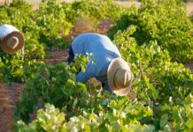 Vendimia 2026 generalizada en DO La Mancha con la recogida del Airén Vendimia 2026 generalizada en DO La Mancha con la recogida del Airén