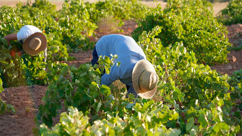 Vendimia 2026 generalizada en DO La Mancha con la recogida del Airén