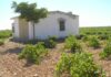 ASAJA CLM advierte de que muchos viticultores se quedarán fuera de las ayudas a la reestructuración de viñedo ASAJA CLM advierte de que muchos viticultores se quedarán fuera de las ayudas a la reestructuración de viñedo