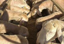 ASAJA CLM denuncia causas injustificadas tras el desplome del precio de la leche de oveja manchega ASAJA CLM denuncia causas injustificadas tras el desplome del precio de la leche de oveja manchega