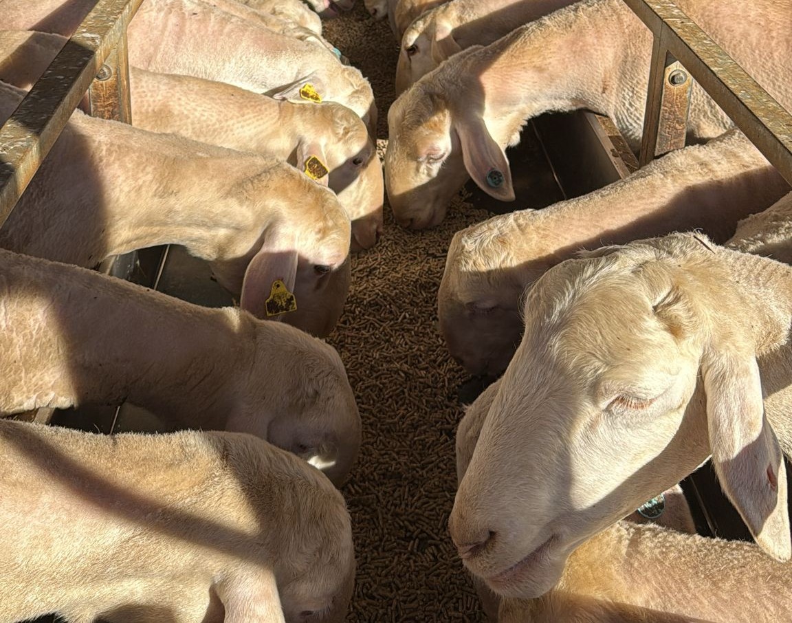 ASAJA CLM denuncia causas injustificadas tras el desplome del precio de la leche de oveja manchega