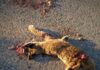 Villaescusa de Haro exige medidas urgentes en la N-420 tras el segundo atropello de un lince ibérico en pocas semanas Villaescusa de Haro exige medidas urgentes en la N-420 tras el segundo atropello de un lince ibérico en pocas semanas