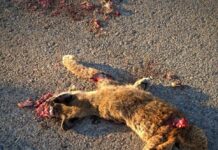 Villaescusa de Haro exige medidas urgentes en la N-420 tras el segundo atropello de un lince ibérico en pocas semanas Villaescusa de Haro exige medidas urgentes en la N-420 tras el segundo atropello de un lince ibérico en pocas semanas