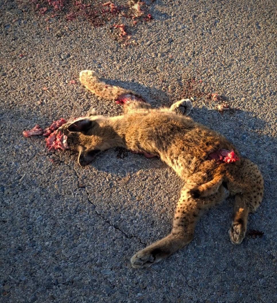 Villaescusa de Haro exige medidas urgentes en la N-420 tras el segundo atropello de un lince ibérico en pocas semanas