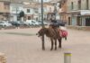 … Borrico, burro, asno, pollino, rucio… … Borrico, burro, asno, pollino, rucio…