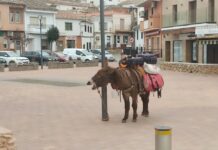 … Borrico, burro, asno, pollino, rucio… … Borrico, burro, asno, pollino, rucio…