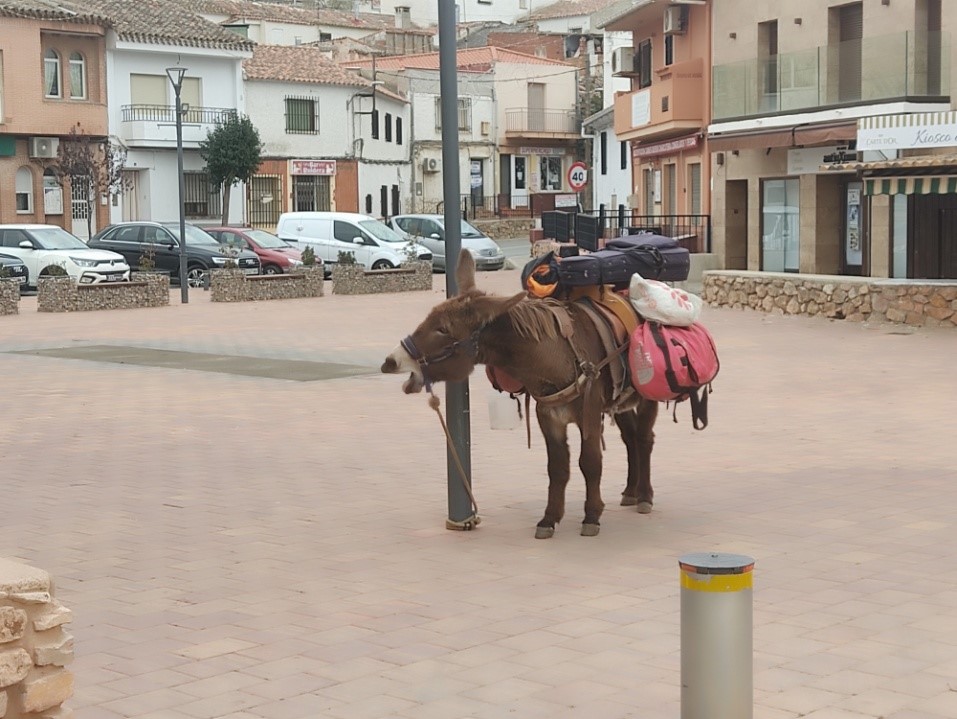 … Borrico, burro, asno, pollino, rucio…