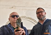 Tomelloso revive su vendimia tradicional y reconoce a Vicente López González como Vendimiador del Año 2026 Tomelloso revive su vendimia tradicional y reconoce a Vicente López González como Vendimiador del Año 2026