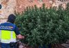 Golpe al menudeo de droga en pleno centro de Puertollano: detenida una pareja que vendía incluso a menores Golpe al menudeo de droga en pleno centro de Puertollano: detenida una pareja que vendía incluso a menores
