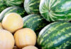 El melón de primera categoría sube 19 céntimos por kilo en la Lonja Hortofrutícola de Castilla-La Mancha El melón de primera categoría sube 19 céntimos por kilo en la Lonja Hortofrutícola de Castilla-La Mancha