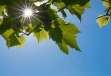 El tiempo en Tomelloso: cielos despejados y temperaturas que alcanzarán los 33 grados este domingo El tiempo en Tomelloso: cielos despejados y temperaturas que alcanzarán los 33 grados este domingo