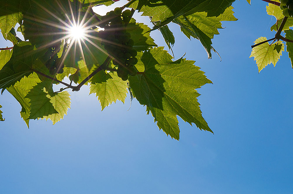 El tiempo en Tomelloso: cielos despejados y temperaturas que alcanzarán los 33 grados este domingo