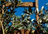 Unión de Uniones advierte del impacto del calor en el olivar que se aleja de las previsiones de cosecha sobre las que se negocia el precio Unión de Uniones advierte del impacto del calor en el olivar que se aleja de las previsiones de cosecha sobre las que se negocia el precio