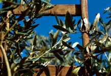 Unión de Uniones advierte del impacto del calor en el olivar que se aleja de las previsiones de cosecha sobre las que se negocia el precio Unión de Uniones advierte del impacto del calor en el olivar que se aleja de las previsiones de cosecha sobre las que se negocia el precio